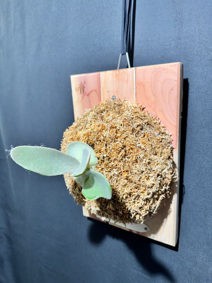 P. Akki -Mounted offset from Mother Plant - A-02