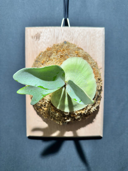 P. bifurcatum 'sp white' - offset from Mother Plant - SPW-05