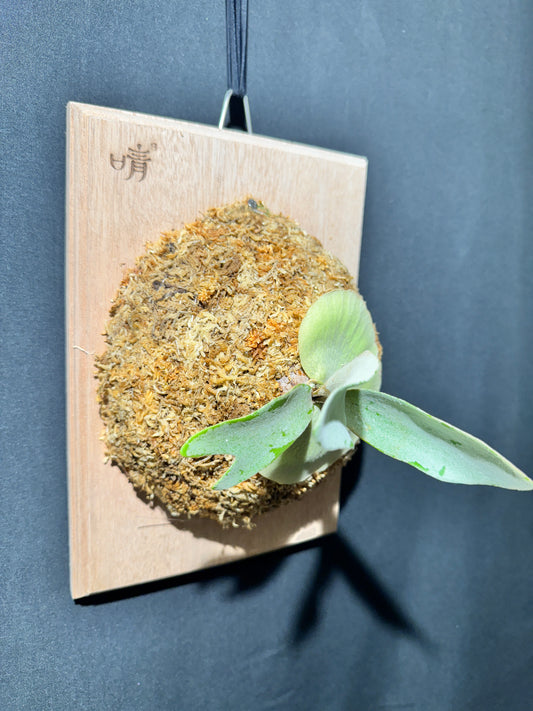 P. bifurcatum 'sp white' - offset from Mother Plant - SPW-05