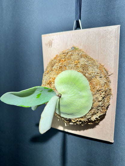 P. bifurcatum 'sp white' - offset from Mother Plant - SPW-05