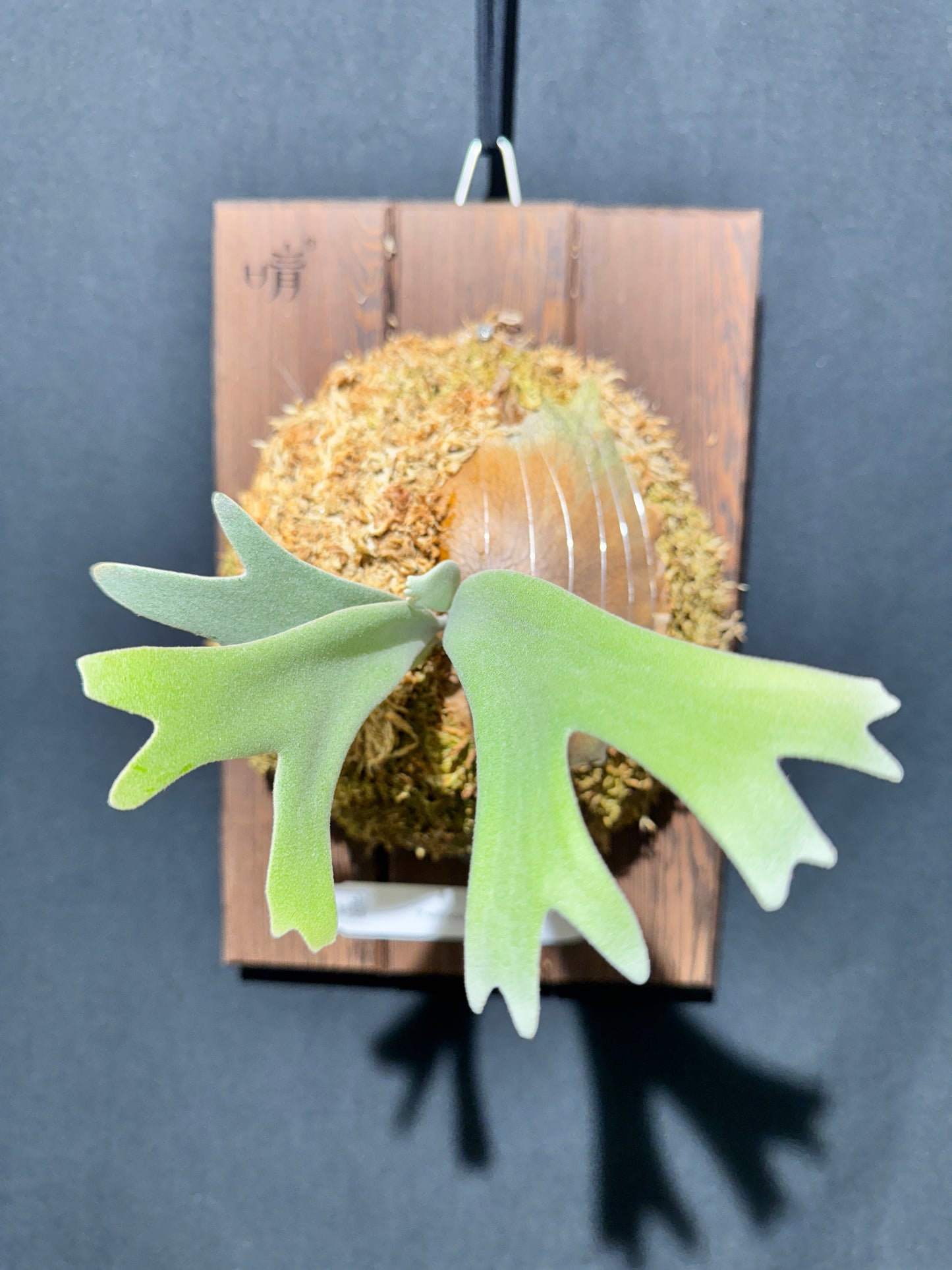 P.willinckii Omega - Offset from Mother Plant - OME-01