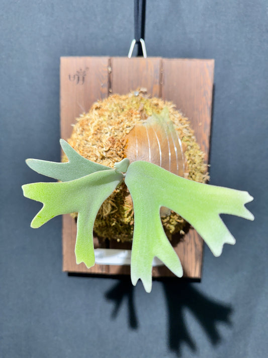 P.willinckii Omega - Offset from Mother Plant - OME-01