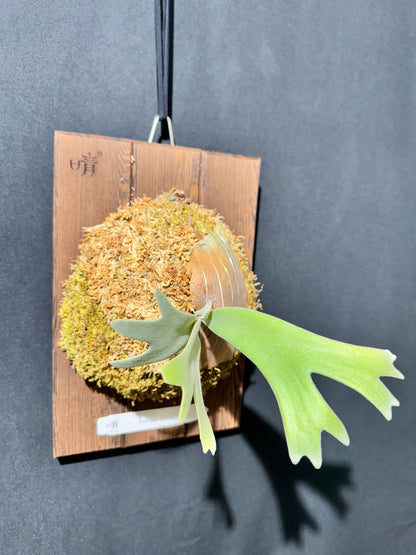 P.willinckii Omega - Offset from Mother Plant - OME-01