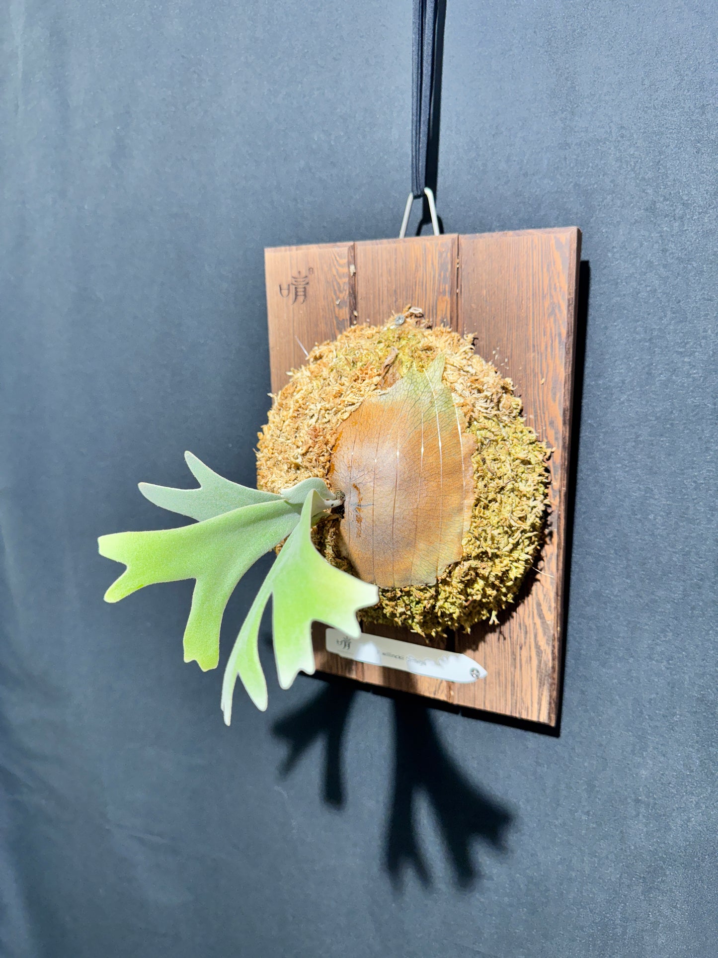 P.willinckii Omega - Offset from Mother Plant - OME-01