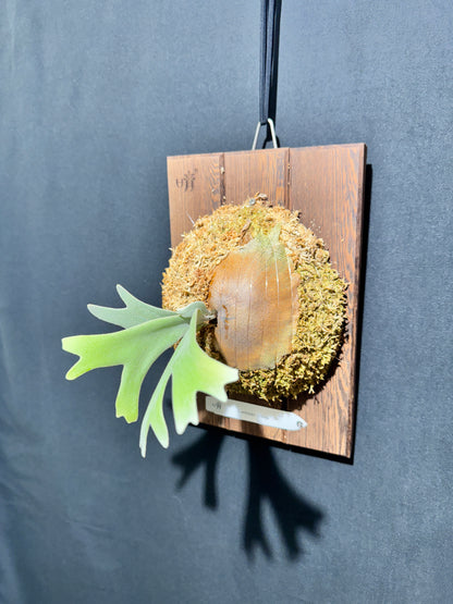 P.willinckii Omega - Offset from Mother Plant - OME-01