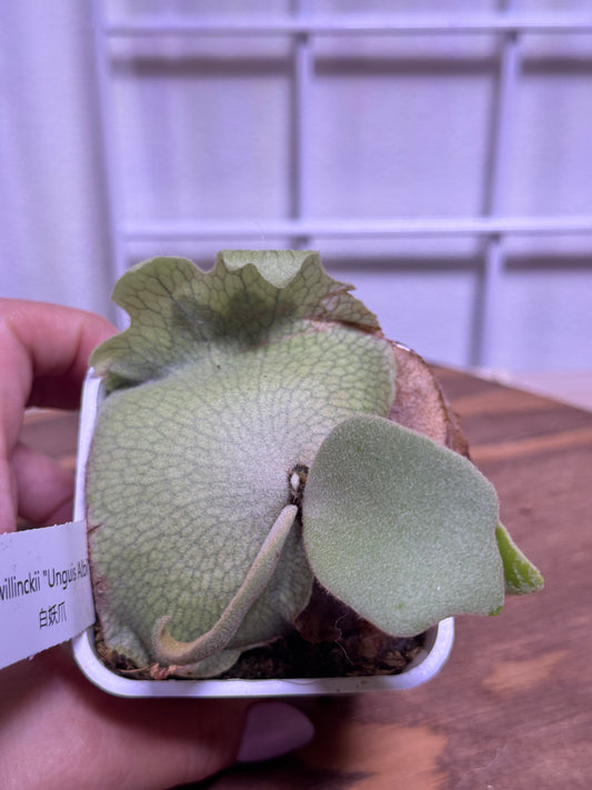 P. willinckii 'Unguis Albi' potted- Offset from Mother Plant - UA-02