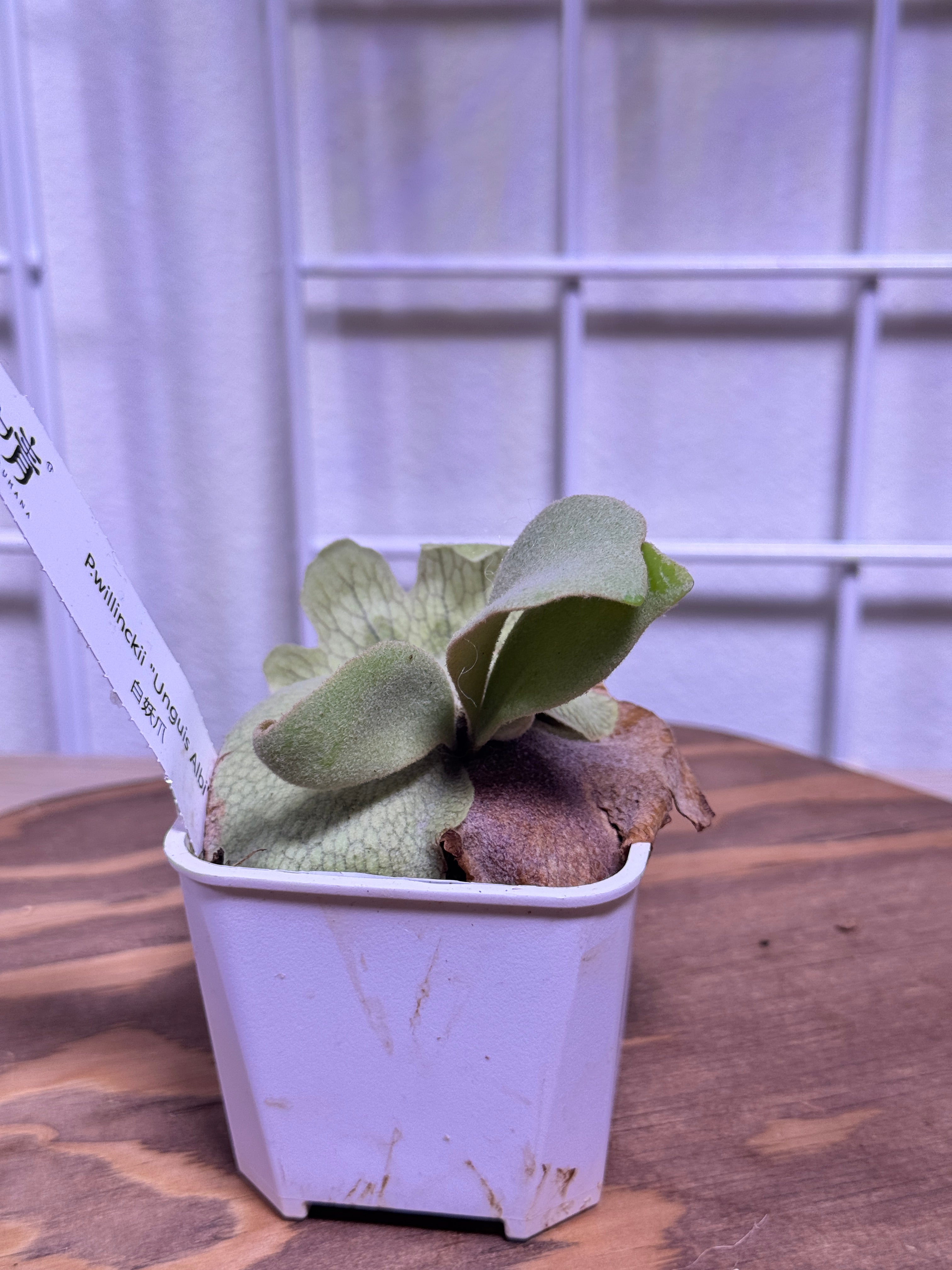 P. willinckii 'Unguis Albi' potted- Offset from Mother Plant - UA