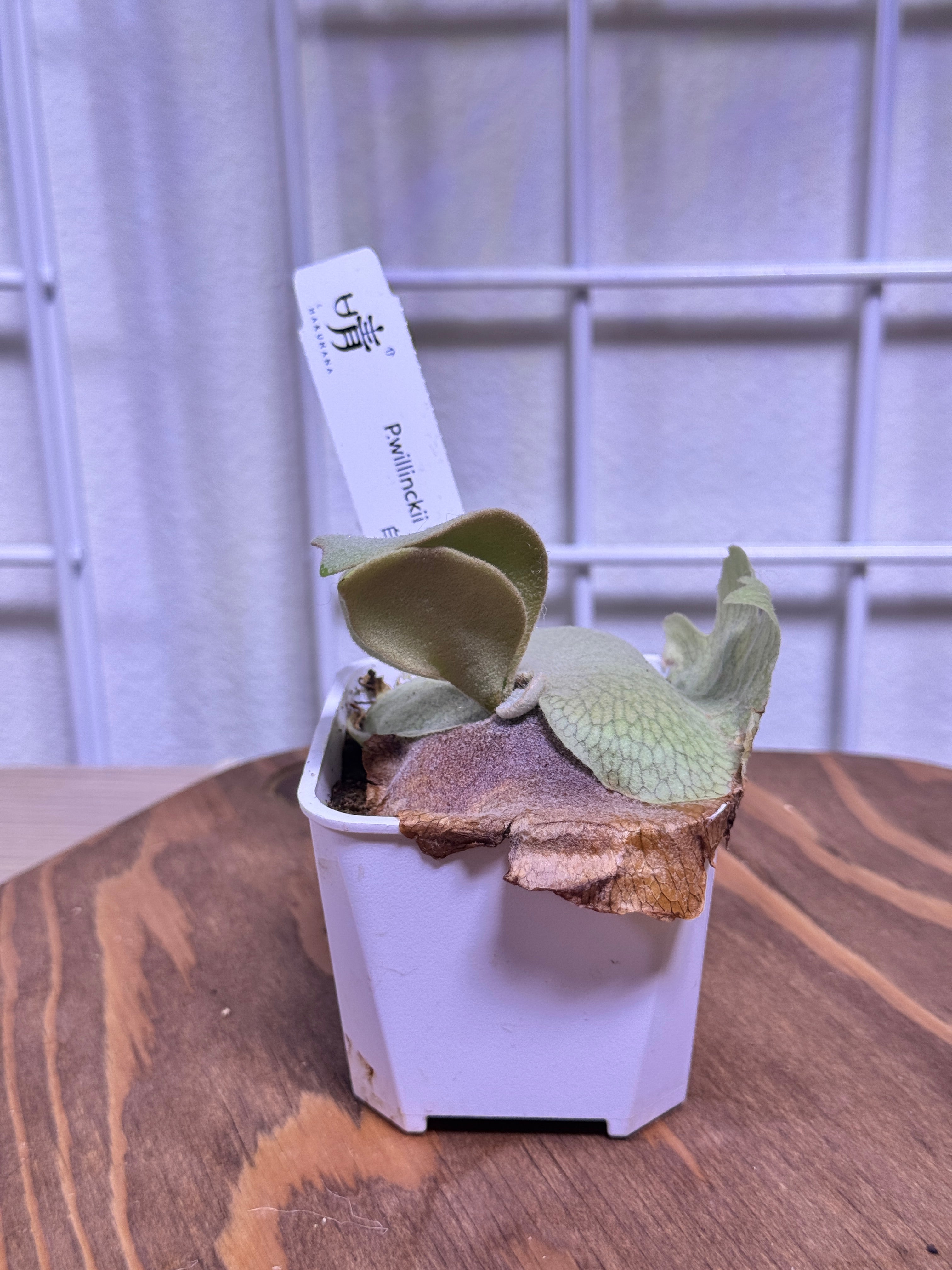 P. willinckii 'Unguis Albi' potted- Offset from Mother Plant - UA