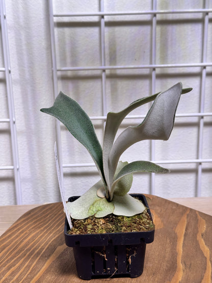 P. veitchii 'Auburn River' - Potted offset - AR-05