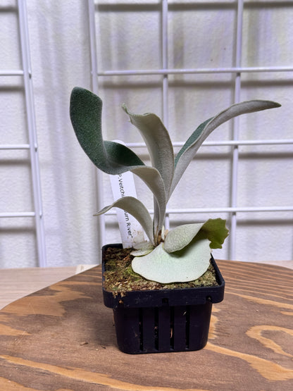 P. veitchii 'Auburn River' - Potted offset - AR-05