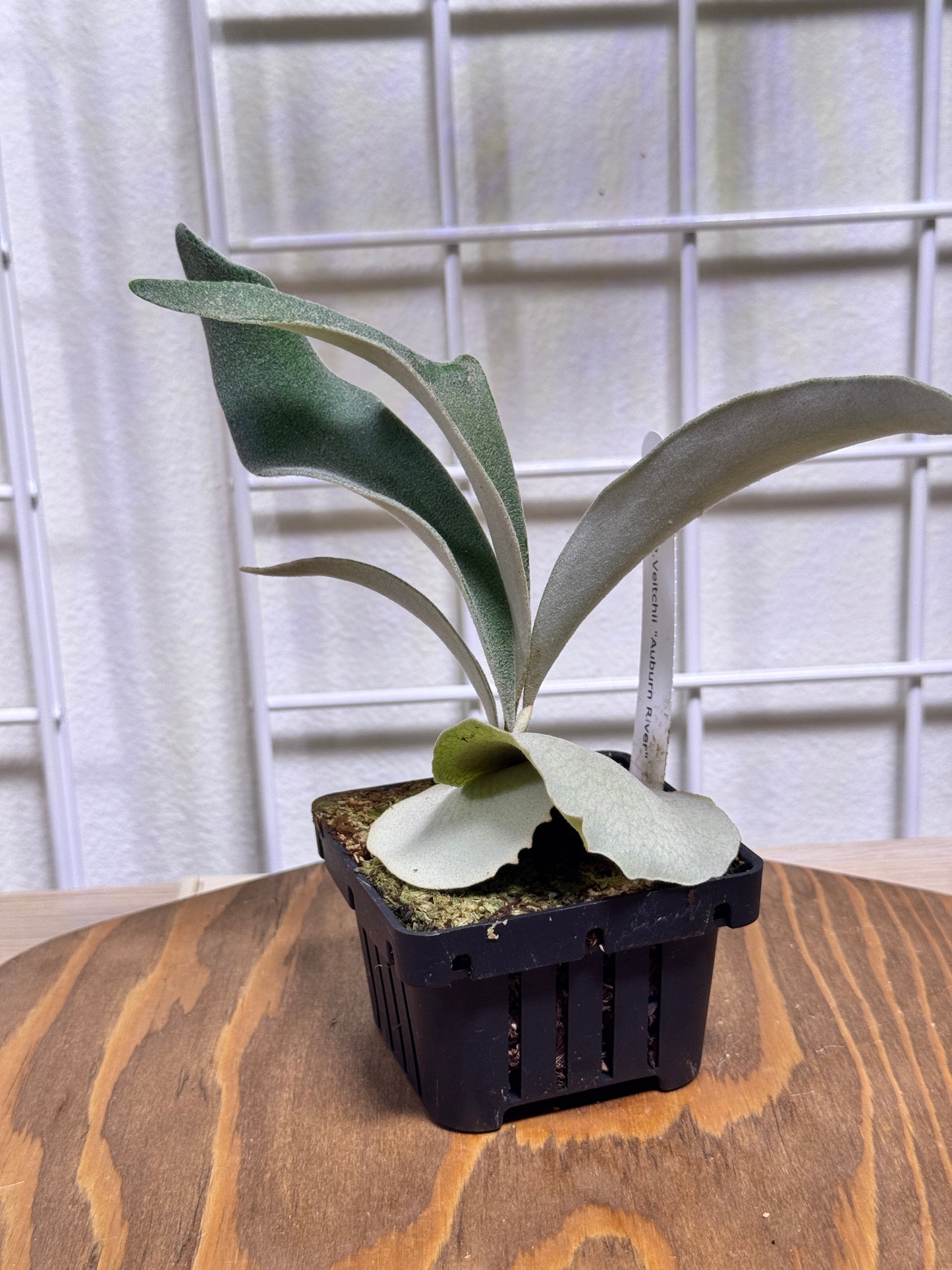 P. veitchii 'Auburn River' - Potted offset - AR-05