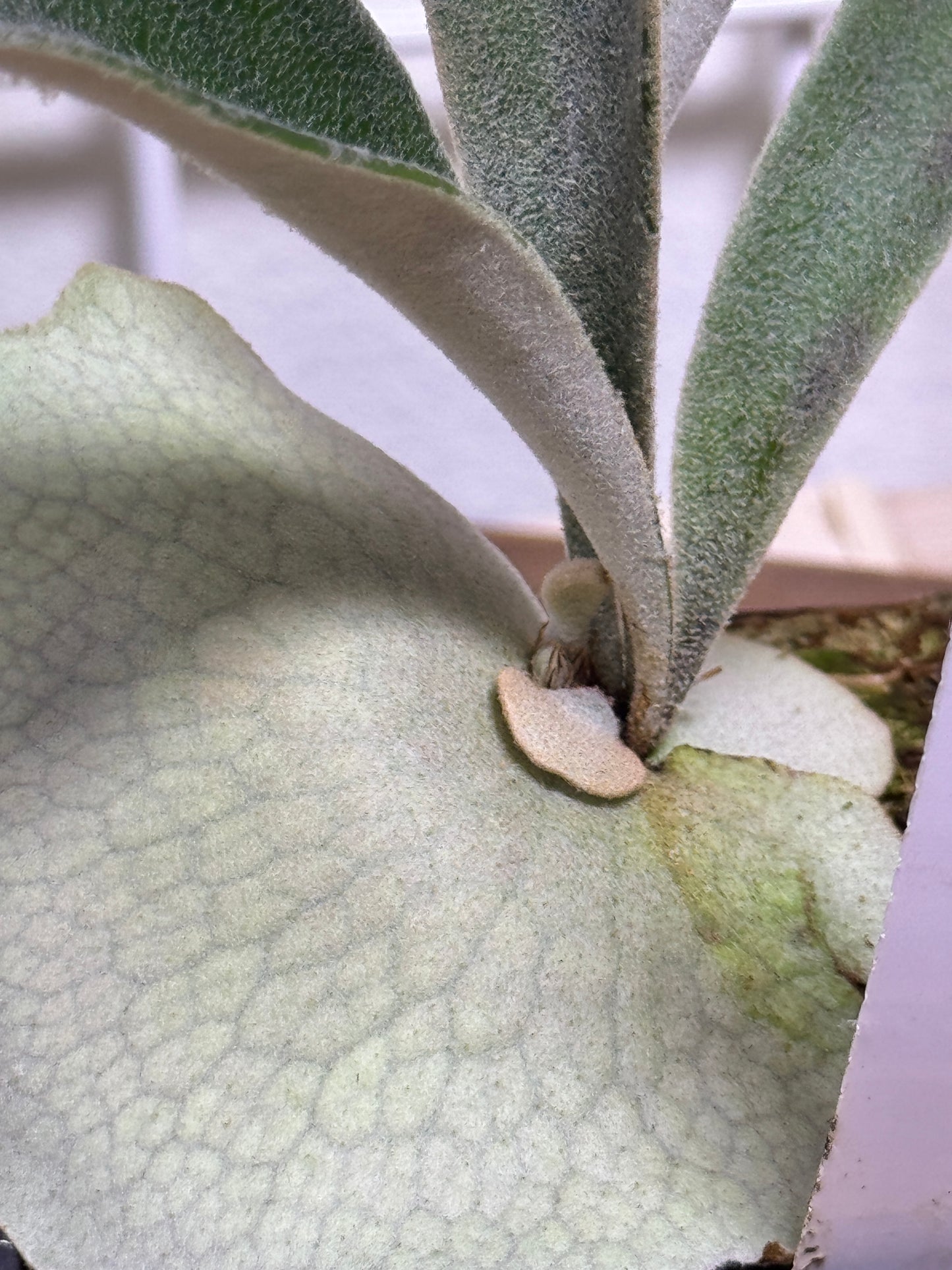 P. veitchii 'Auburn River' - Potted offset - AR-05