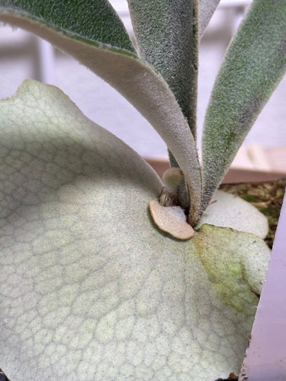 P. veitchii 'Auburn River' - Potted offset - AR-05