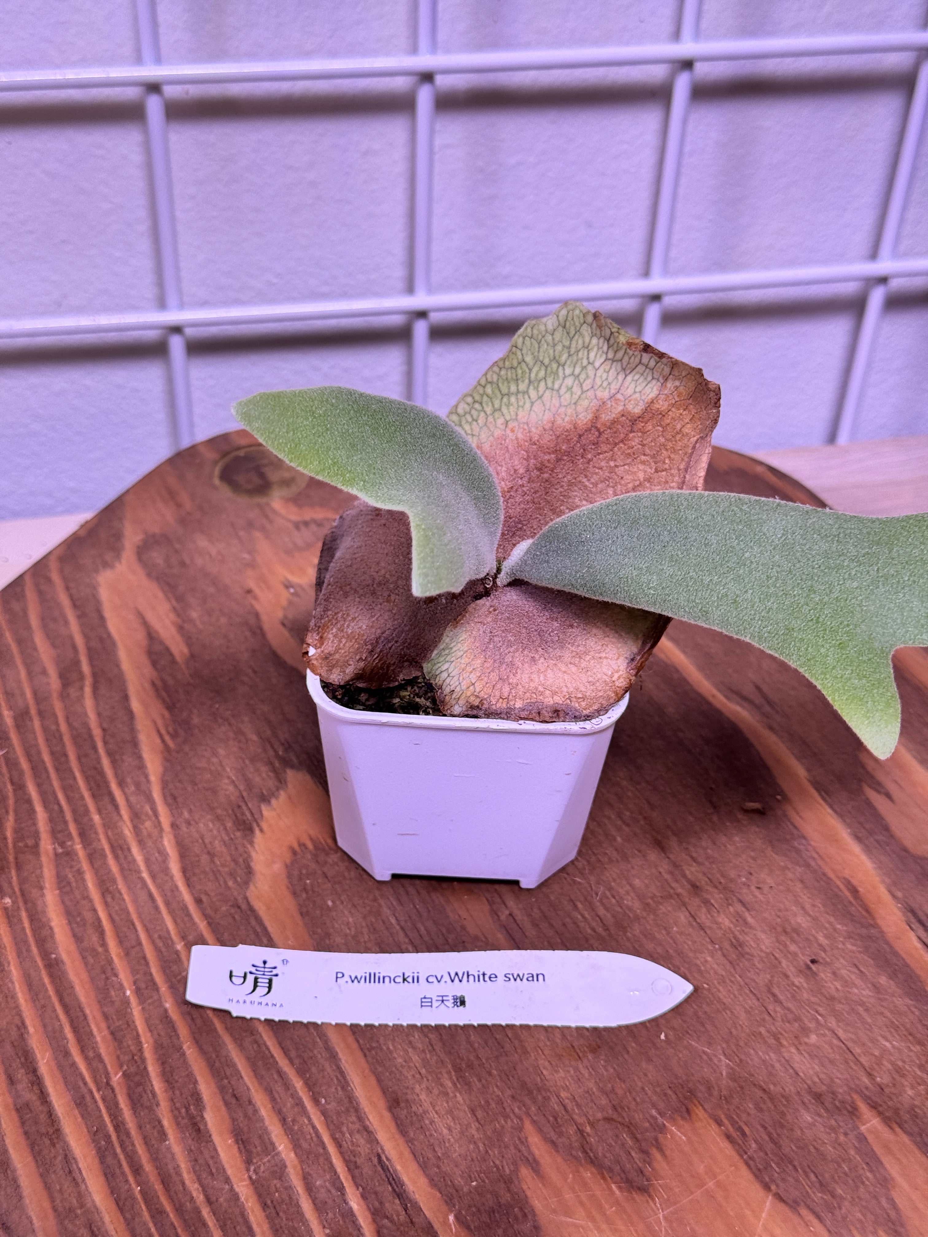 Beginner-Friendly – Haruhana