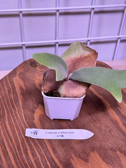 P. willinckii cv. ‘White Swan’ potted - WS -01