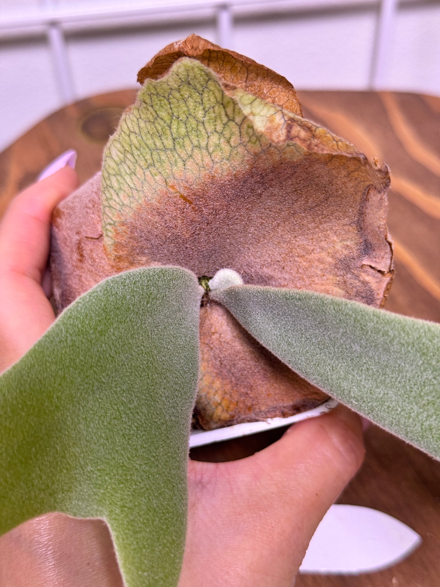 P. willinckii cv. ‘White Swan’ potted - WS -01