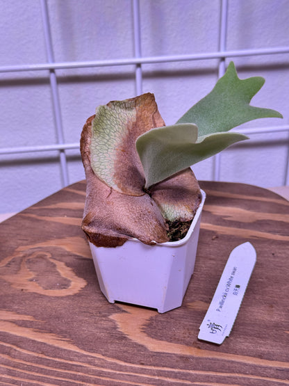P. willinckii cv. ‘White Swan’ potted - WS -01