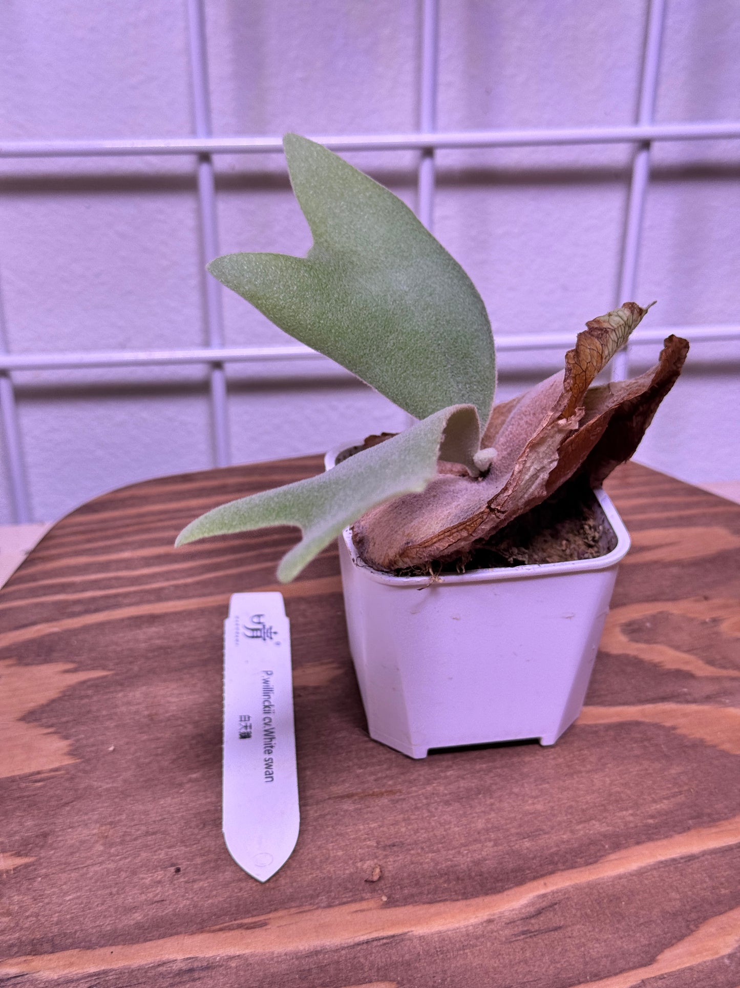P. willinckii cv. ‘White Swan’ potted - WS -01