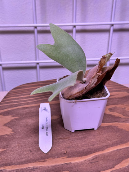 P. willinckii cv. ‘White Swan’ potted - WS -01