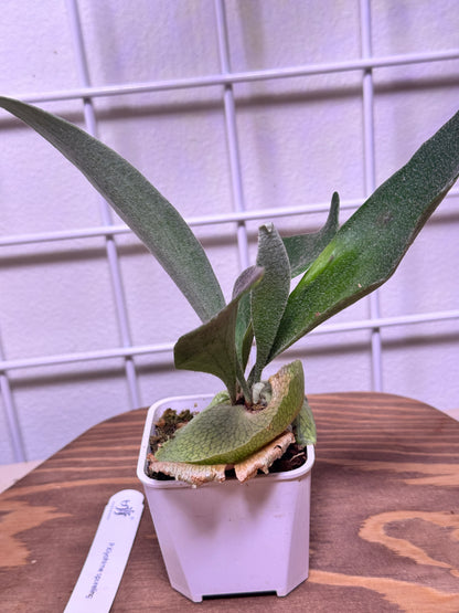 P.  ‘Kiyohime’ Sporeling potted - KIY -01