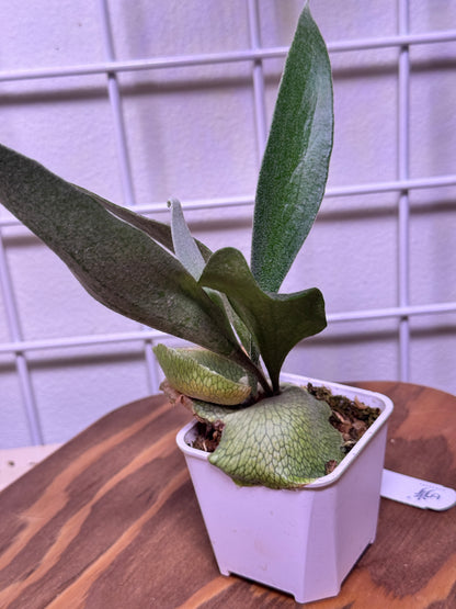 P.  ‘Kiyohime’ Sporeling potted - KIY -01