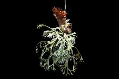 P. willinckii ‘Moonlight’ - Offset from Mother Plant  - ML - 01