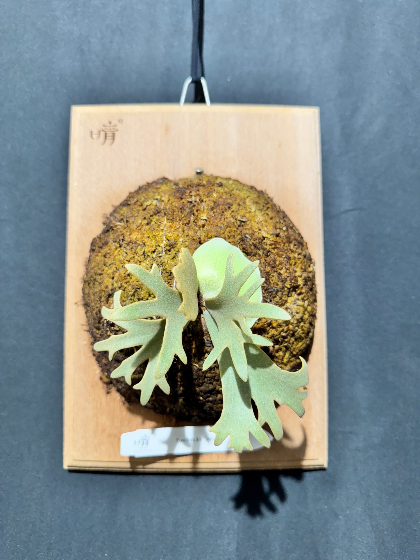 P.willinckii 'Jenny' - Offset from Mother Plant - JEN-02