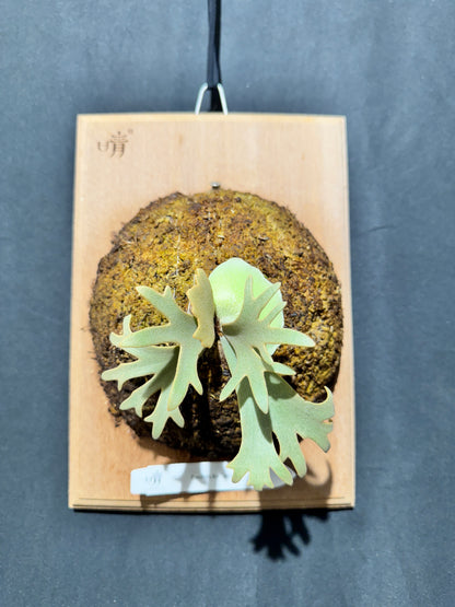 P.willinckii 'Jenny' - Offset from Mother Plant - JEN-02