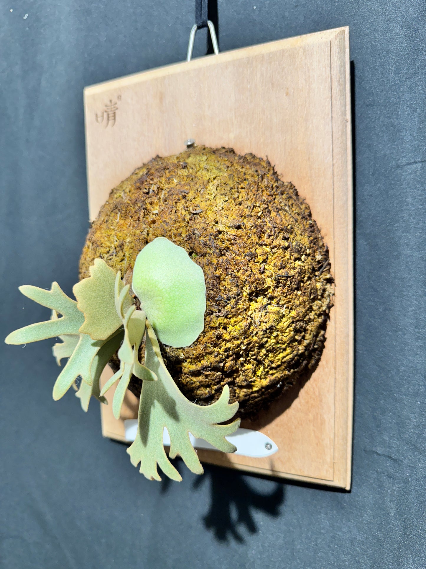 P.willinckii 'Jenny' - Offset from Mother Plant - JEN-02