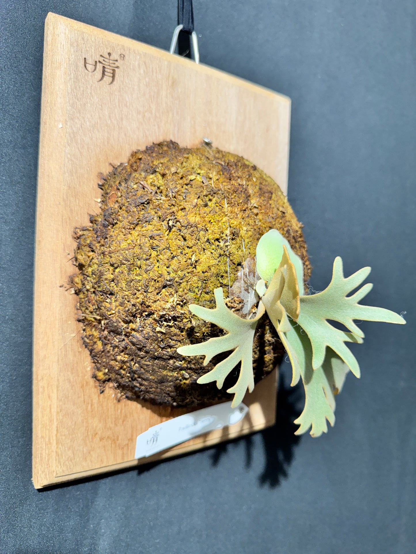 P.willinckii 'Jenny' - Offset from Mother Plant - JEN-02