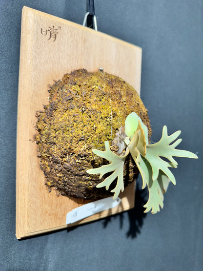 P.willinckii 'Jenny' - Offset from Mother Plant - JEN-02