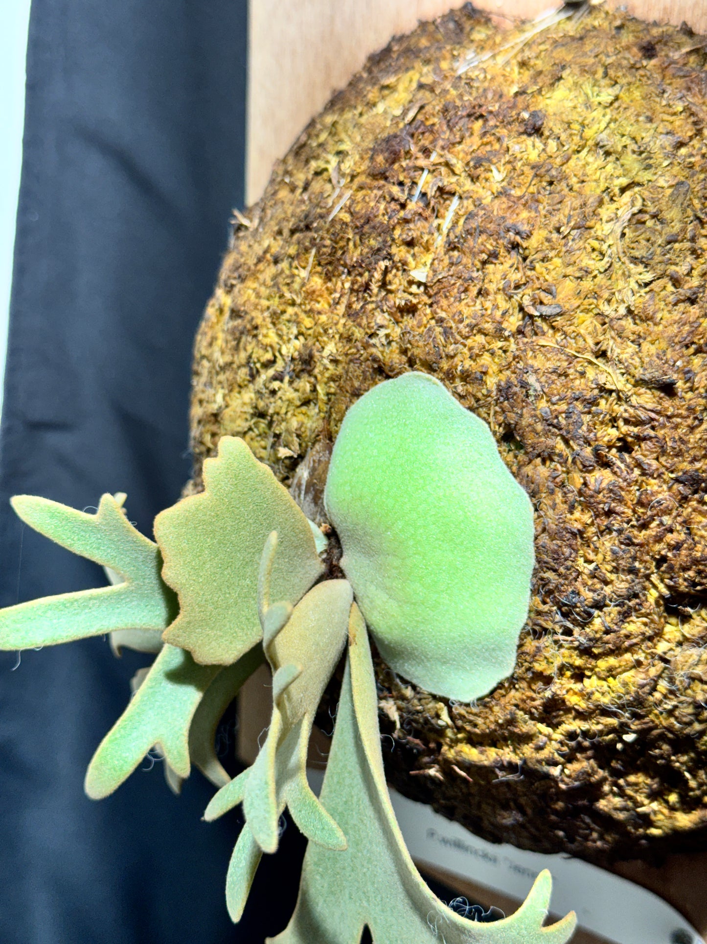 P.willinckii 'Jenny' - Offset from Mother Plant - JEN-02