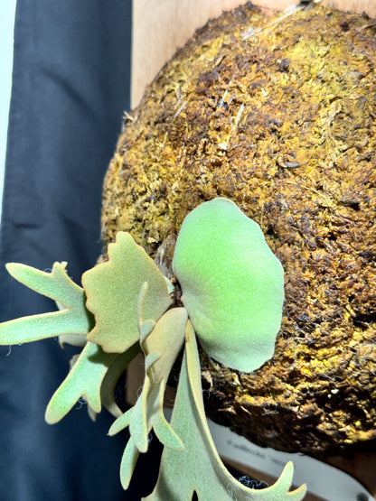 P.willinckii 'Jenny' - Offset from Mother Plant - JEN-02