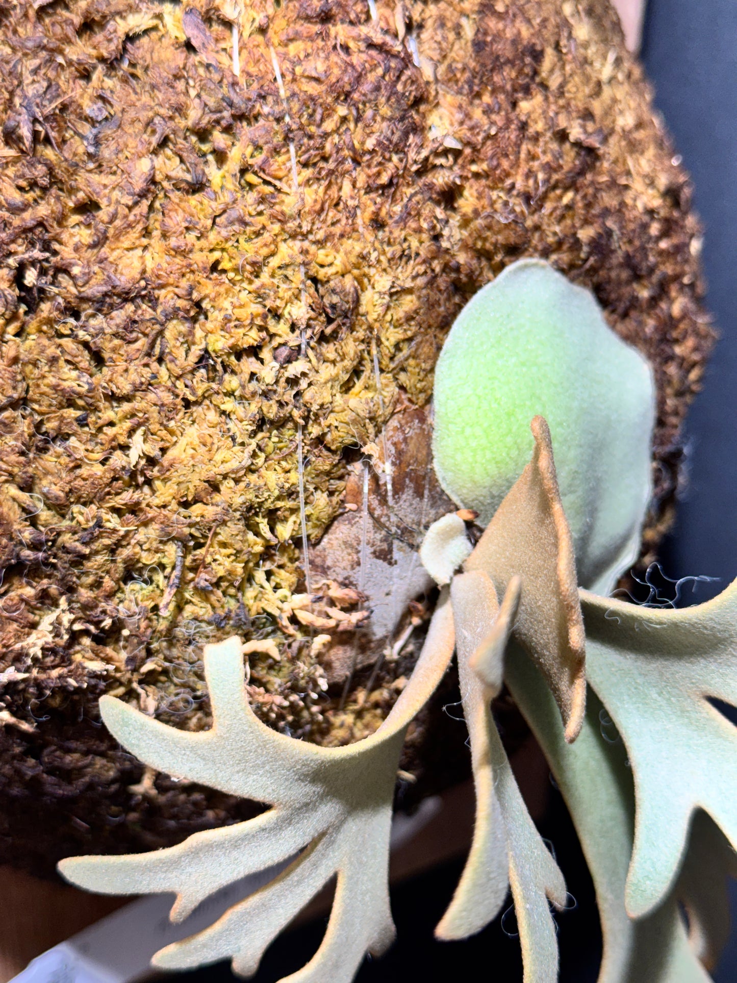 P.willinckii 'Jenny' - Offset from Mother Plant - JEN-02