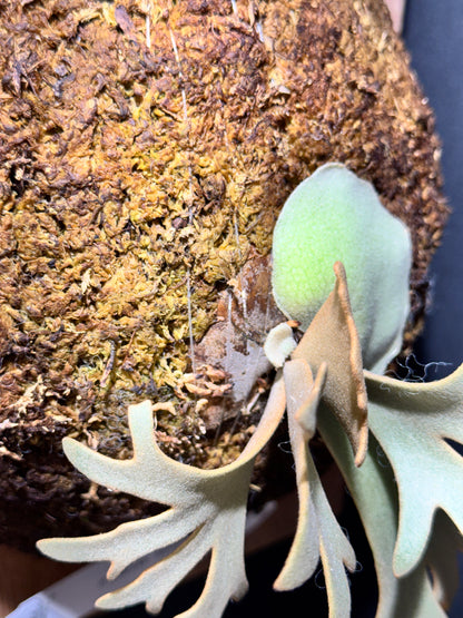 P.willinckii 'Jenny' - Offset from Mother Plant - JEN-02