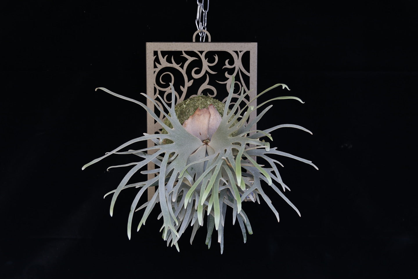 P. willinckii 'Jade Girl' potted sporeling- JG-04