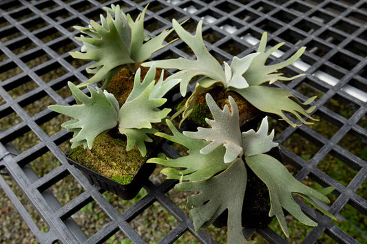 P.willinckii Jade girl sporeling (preorder)