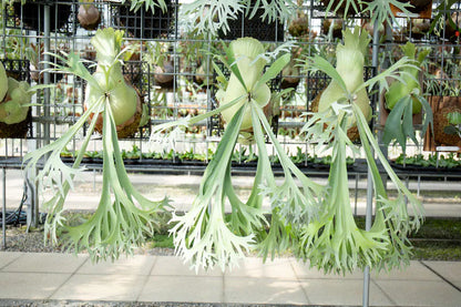 P. bifurcatum 'sp white' - Offset from Mother Plant - SPW-02
