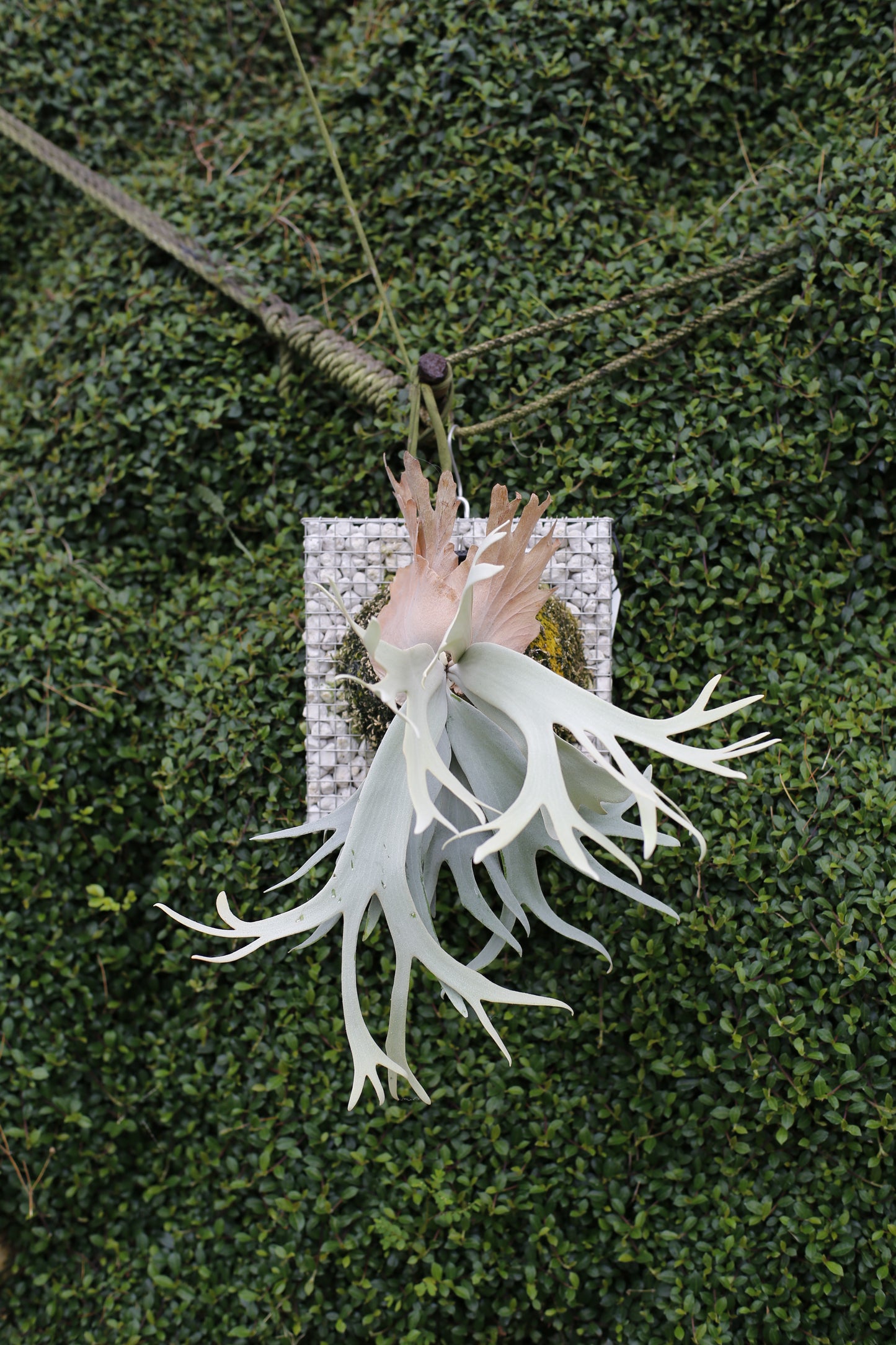 P.willinckii 'Sri peuak' - Offset from Mother Plant  - SP-01