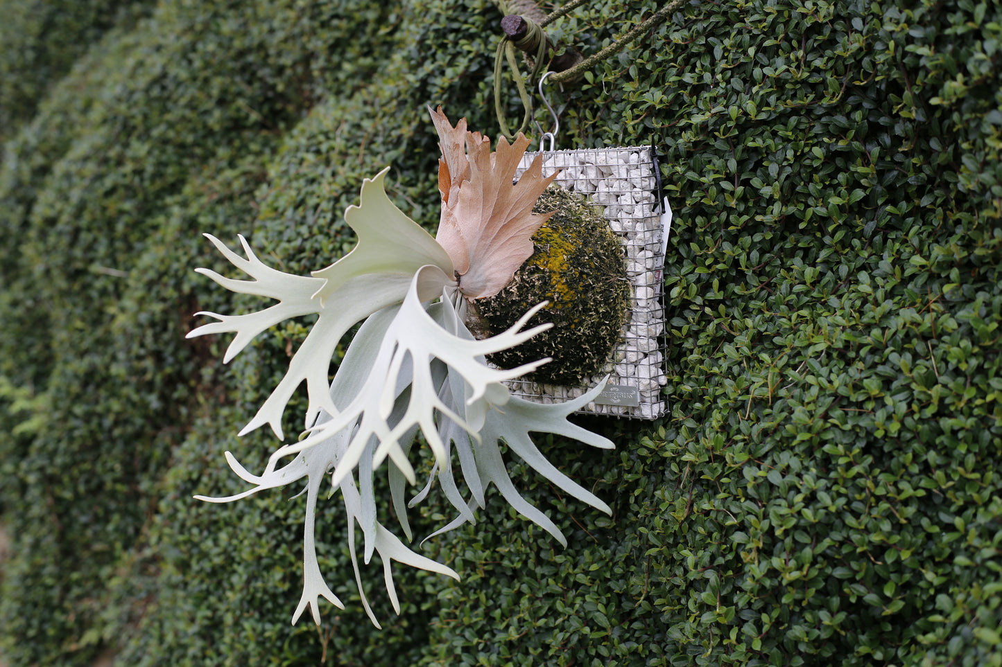 P.willinckii 'Sri peuak' - Offset from Mother Plant  - SP-01