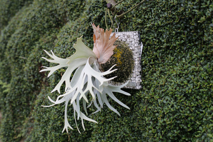 P.willinckii 'Sri peuak' - Offset from Mother Plant  - SP-01