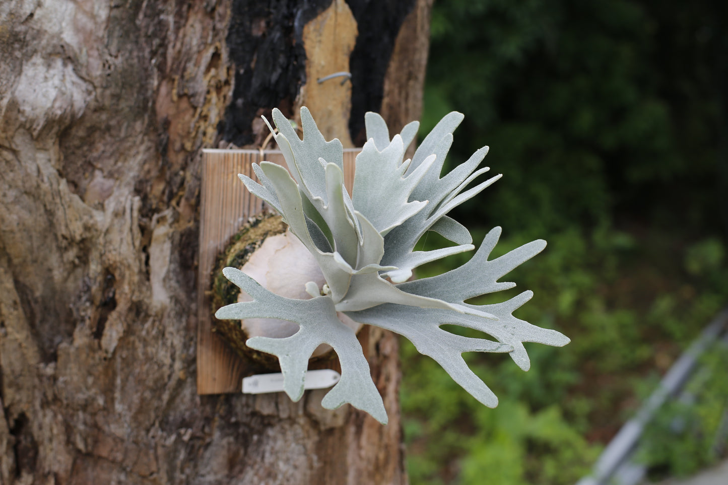 Platycerium ‘Unicorn’ × ‘Celso V02’ sporeling potted