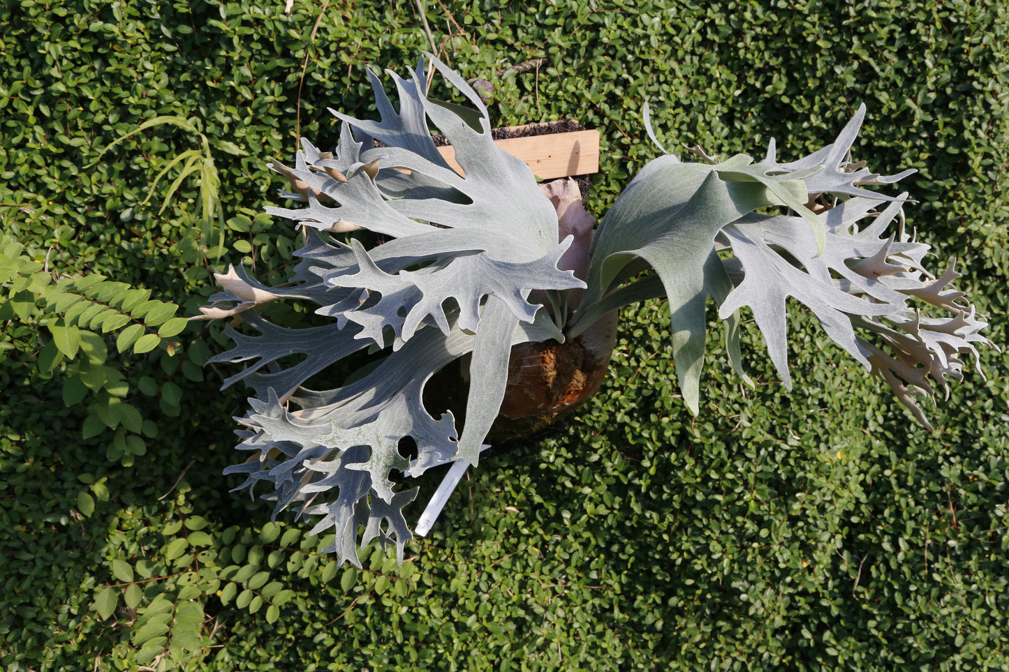 Platycerium Ginka sporeling - GKA-01