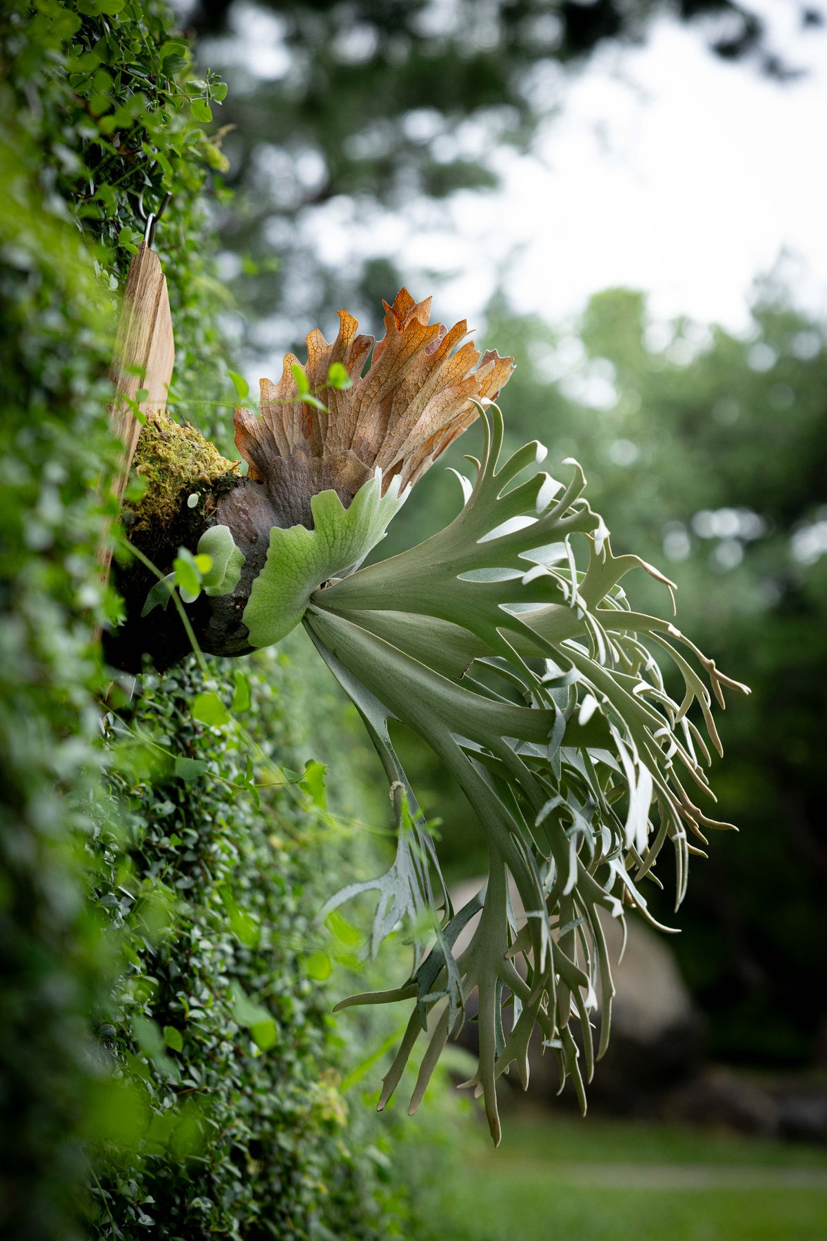 P. Sazanami