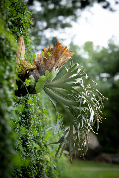 P. Sazanami