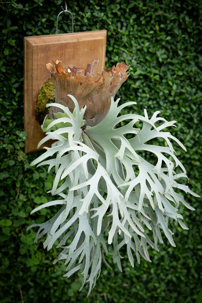 P. Sazanami