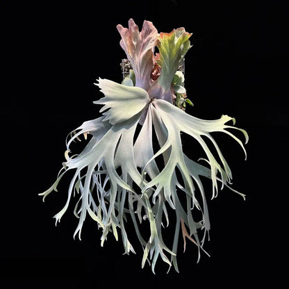 P.willinckii Pearl Queen sporeling (preorder)