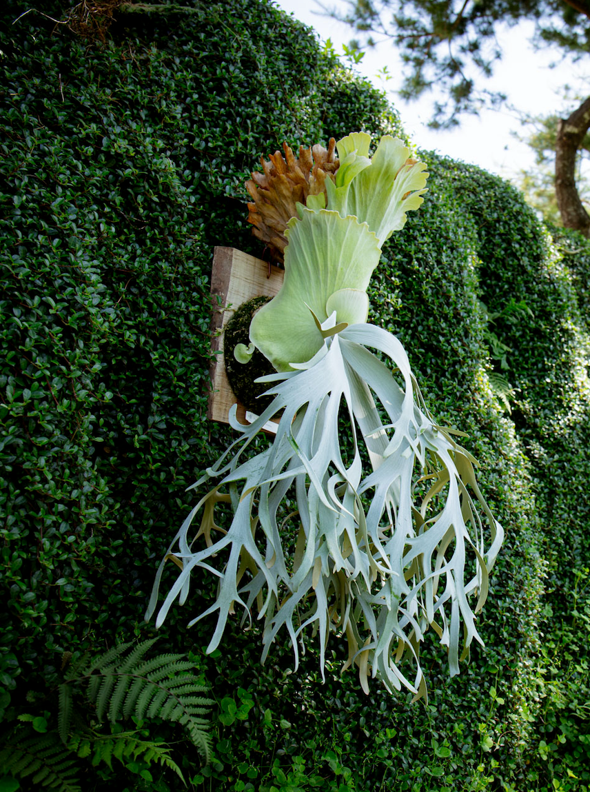 P.willinckii 'White Heaven'  - Offset from Mother Plant  - WH-02