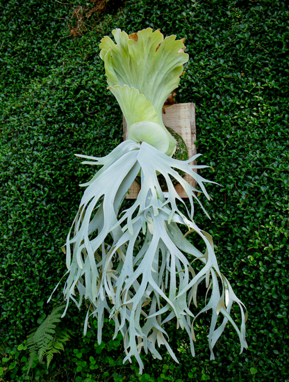P.willinckii 'White Heaven'  - Offset from Mother Plant  - WH-02