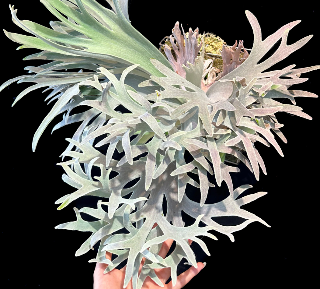 P. Pedro - Offset from Mother Plant - P -01